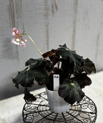 レックスベゴニア　ハイブリッド系【現品154】