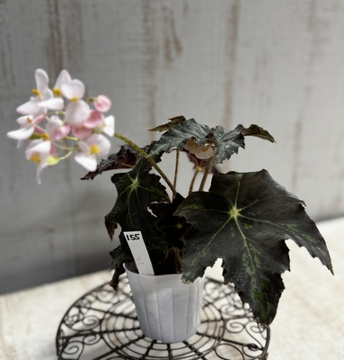 レックスベゴニア　ハイブリッド系【現品155】