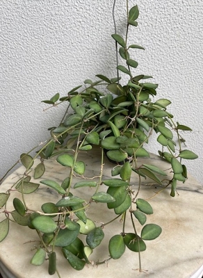 ホヤ　ds-70【現品142】