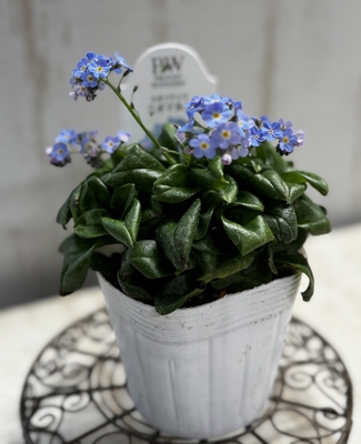 ミオソティス　ミオマルク