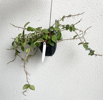 ホヤ・ヌンムラリオイデス Hoya nummularioides 【現品143】