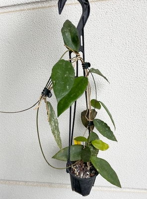 ホヤ　カウダータホックCaudata hook【現品145】