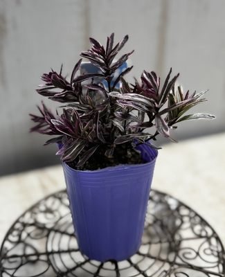 ヘーベ　アイスイザベラ