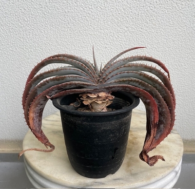 アロエ　スプラフォリアータ【現品146】