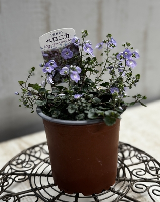 ベロニカ　ウォーターベリーブルー