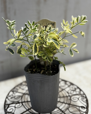 コロニラ　ステファニー