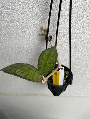 ホヤ　クレメンシオラム　Hoya clemensiorum【現品144】