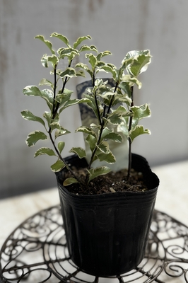 ピットスポルム　バリエガータ