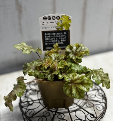 ヒューケラ　レモンシュプリーム