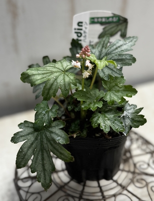 ヒューケラ　フレッシュグリーン