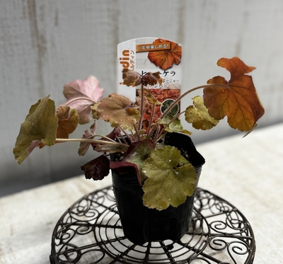 ヒューケラ　ノーザンエクスポージャーアンバー