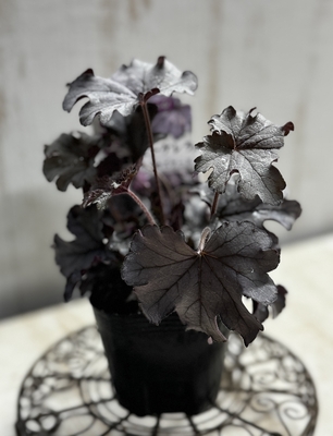 ヒューケラ　プラムカスケード