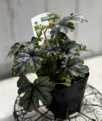 ヒューケラ　タペストリー