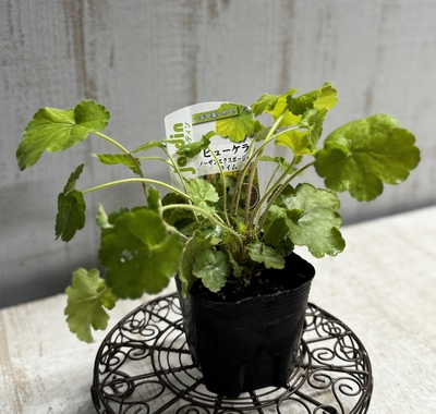 ヒューケラ　ノーザンエクスポージャーライム