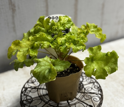 ヒューケラ　ライムラッフルズ