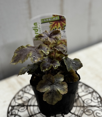 ヒューケラ　ゴールドゼブラ