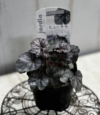 ヒューケラ　シナバーシルバー