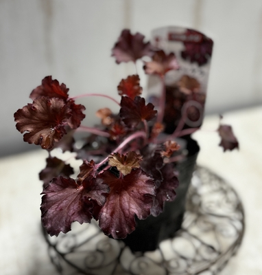 ヒューケラ　ルビーチューズデー