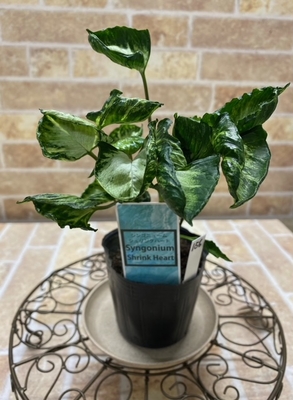 シンゴニューム　シュリンクハート【156】