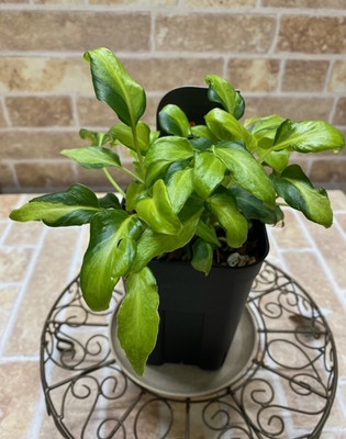 フィロデンドロン　ザナドゥドワーフ　バリエガータ【157】