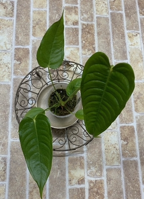 アンスリウム　ベイチー【現品159】