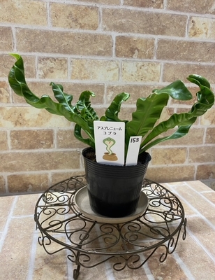 アスプレニウム　コブラ