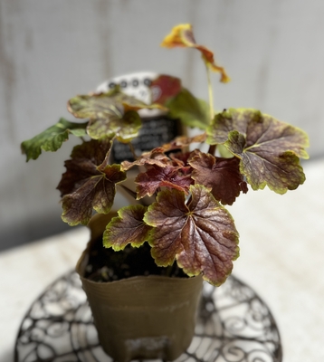 ヒューケラ　デルタドーン