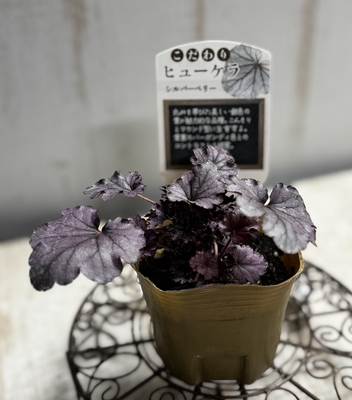 ヒューケラ　シルバーベリー