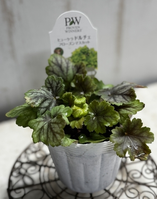 ヒューケラ　ドルチェ　フローズンマスカット