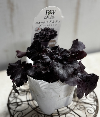 ヒューケラ　ドルチェ　ブラックジェイド