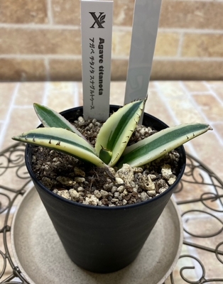 アガベ　チタノタ　スナグルトゥース【現品152】