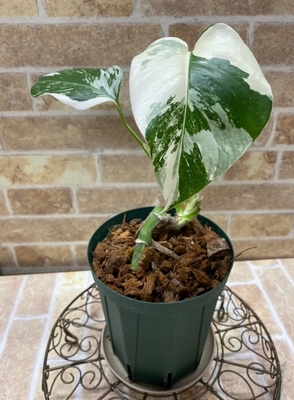 モンステラ　ホワイトモンスター【現品161】