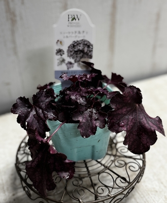 ヒューケラ　ドルチェ　シルバーデューク