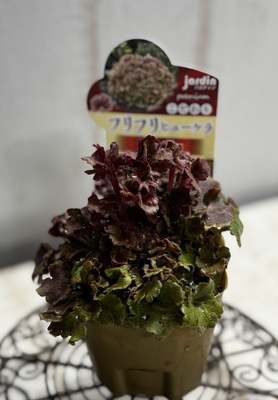 ヒューケラ　フリフリヒューケラ　フリリィ