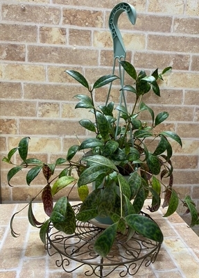 エスキナンサス　マルモラタス【現品162】