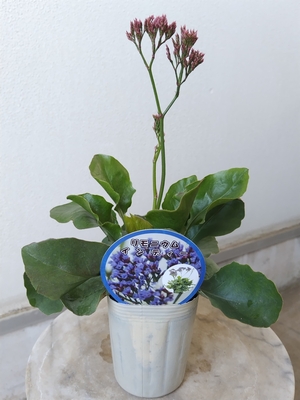 リモニウム　インディー　３株セット