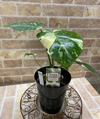 モンステラ　タイコンステレーション【現品164】