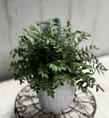 ポレモニウム　パープルレインストレイン　３株セット