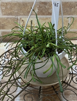 ホヤ　レツーサ【現品165】