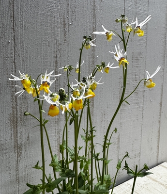 ネメシア　マスカレード　シューティングスター　3株セット