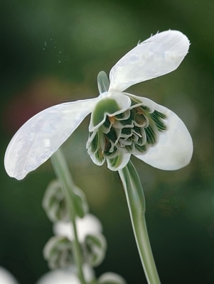 ❖春の大商談会❖　ガランサス　ヒッポリュテ（八重）苗　２球入り　※苗なので本年は花がついていません