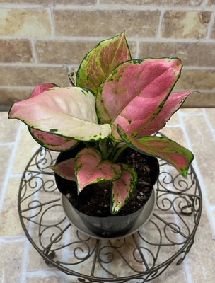 アグラオネマ オースピシャスレッド【現品169】