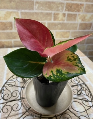 アグラオネマ　タイランドレッド　【現品170】