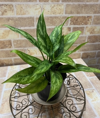 アグラオネマ　マリア　【現品171】