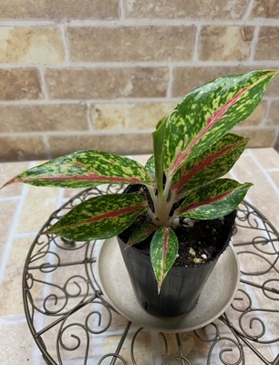 アグラオネマ　ナイトスパークル　【現品172】