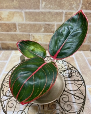 アグラオネマ　ロータスデライト【現品173】