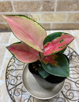 アグラオネマ　タイランドレッド【現品174】