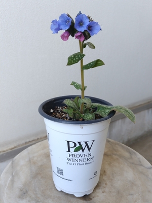 プルモナリア 　ピンクアブルー　２株セット