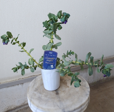 セリンセ　マヨール　３株セット