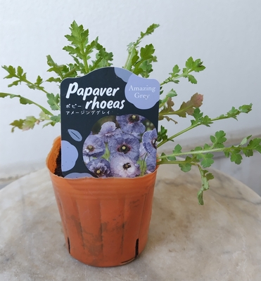 ポピー　アメージンググレイ　３株セット